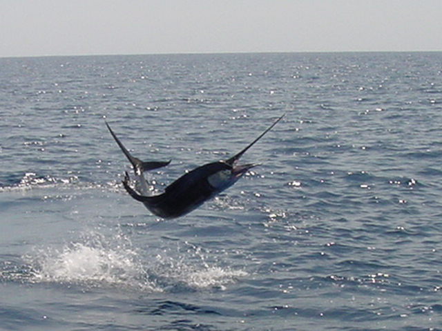 World Class Sport Fishing Playa Flamingo Costa Rica has to offer